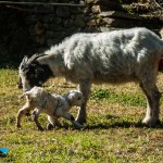 Naissance en plein trek