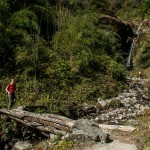 Forêt dans le sanctuaire des annapurnas