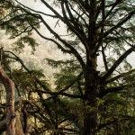 Arbre au népal