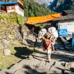 nourriture trek