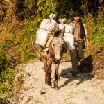 Transport de nourriture