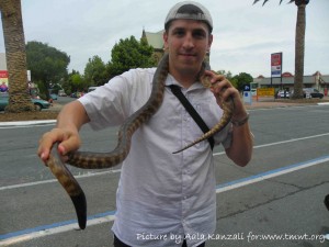 Serpent en Australie