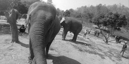 Eléphant en Thailande