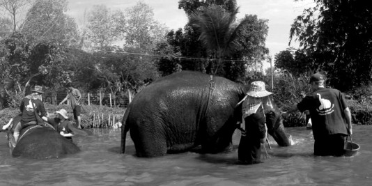 Eléphant en Thailande