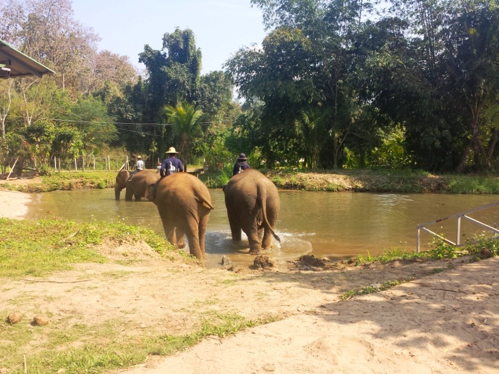 Volontariat éléphants en Thailande