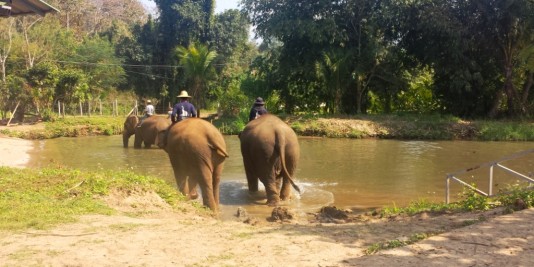 Eléphant en Thailande