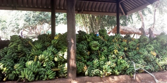 plein de bananes