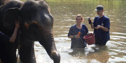 Eléphant en Thailande