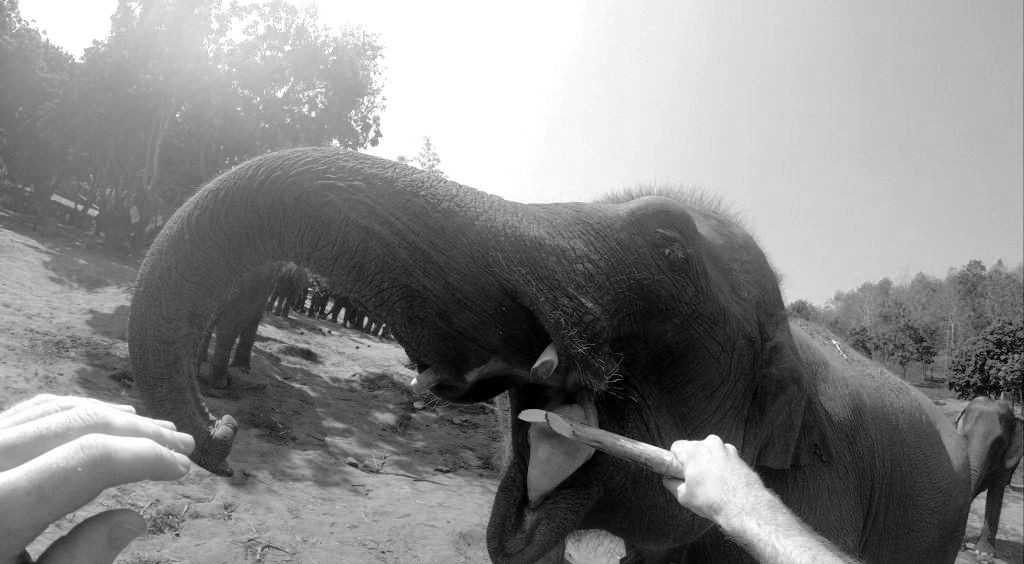 Eléphant en Thailande
