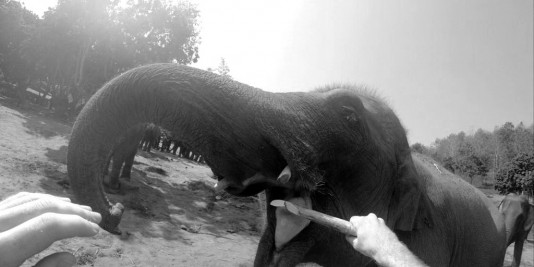 Eléphant en Thailande