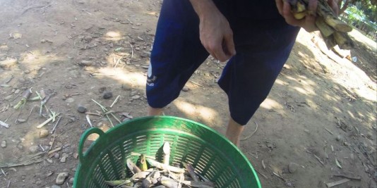 Eléphant en Thailande