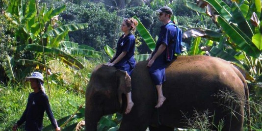 Eléphant en Thailande