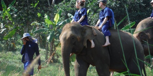 Eléphant en Thailande