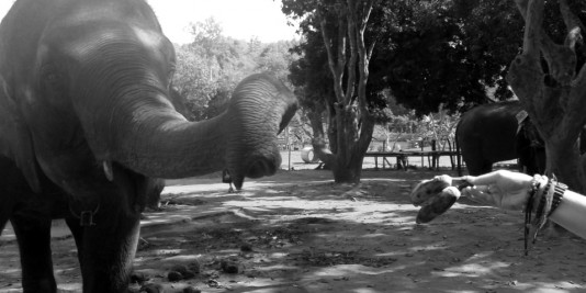 Eléphant en Thailande