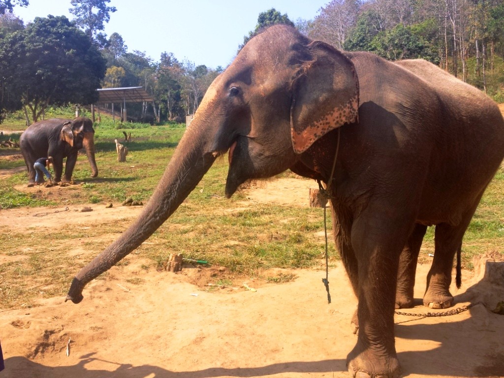 Eléphant en Thailande
