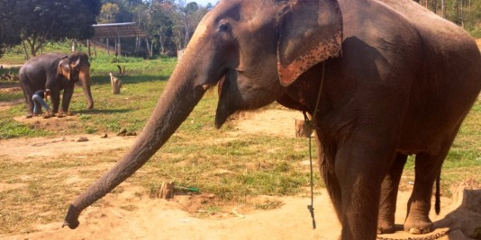 Eléphant en Thailande