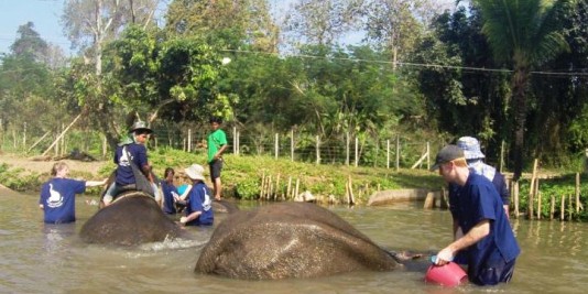 Eléphant en Thailande