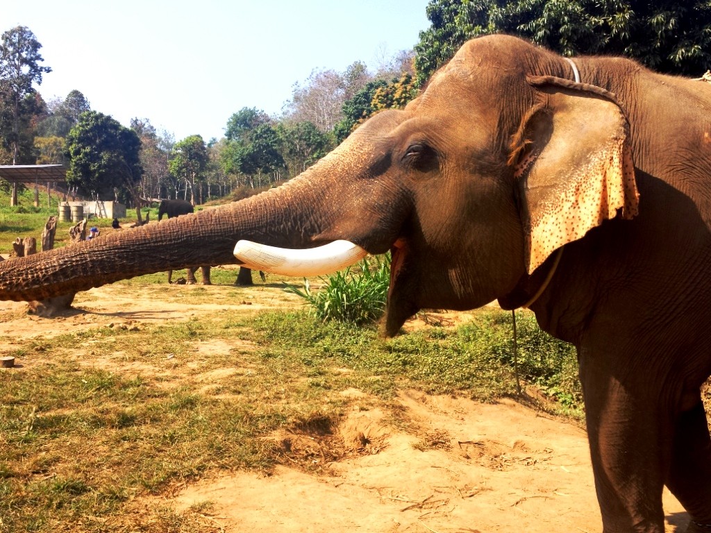 Eléphant en Thailande