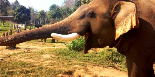 Eléphant en Thailande