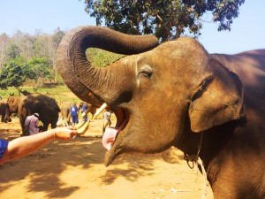Eléphant en Thailande