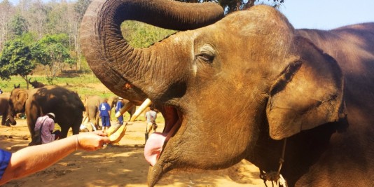 Eléphant en Thailande