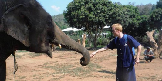 Eléphant en Thailande