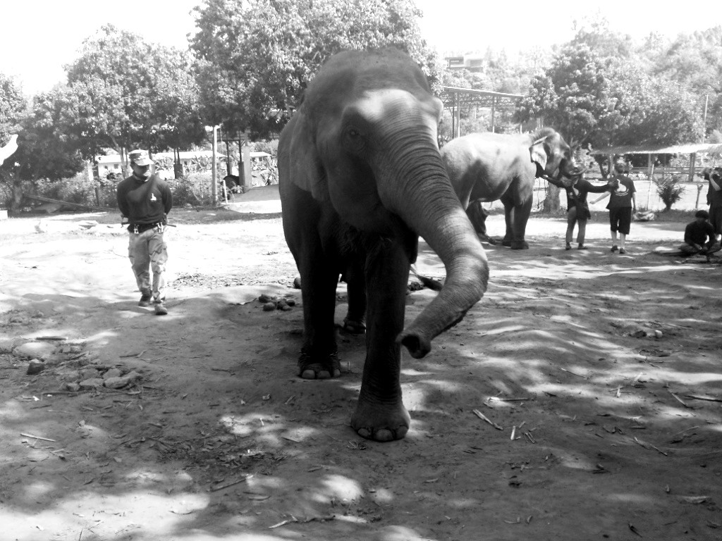 Eléphant en Thailande