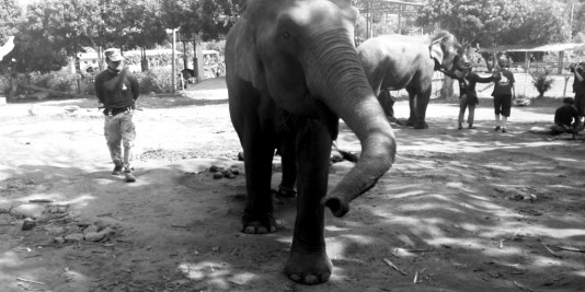 Eléphant en Thailande