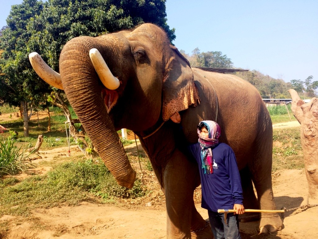 Eléphant en Thailande