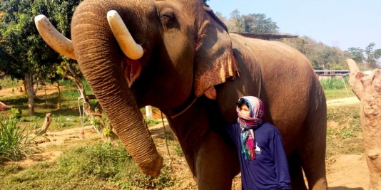 Eléphant en Thailande