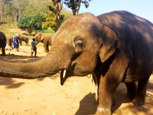 Eléphant en Thailande