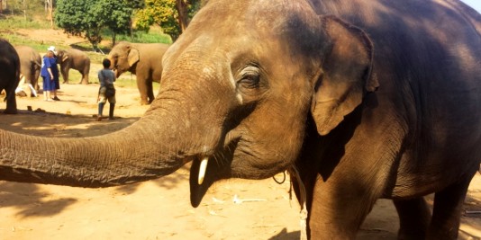 Eléphant en Thailande