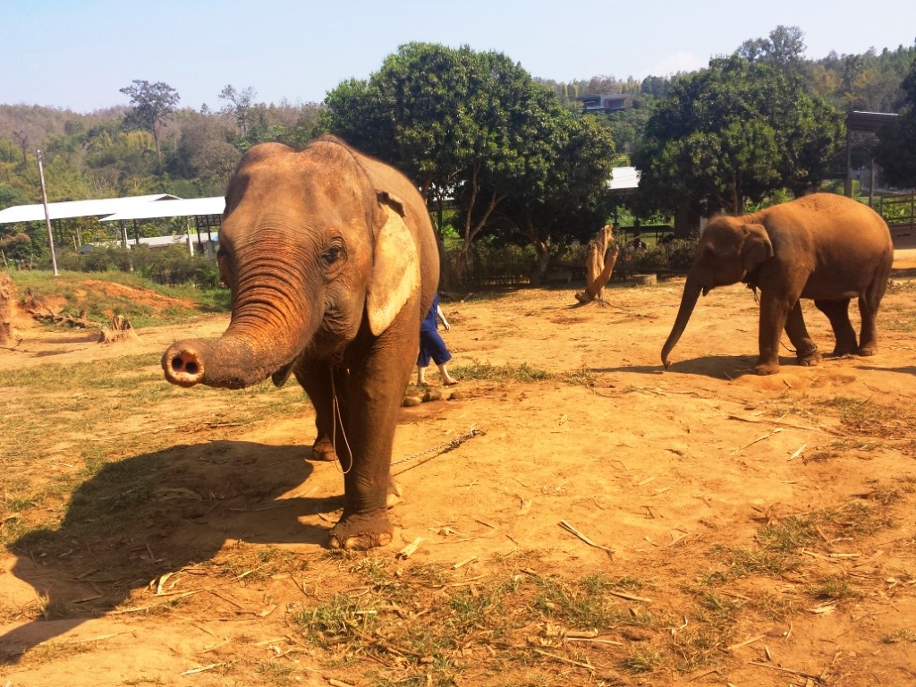 Eléphant en Thailande