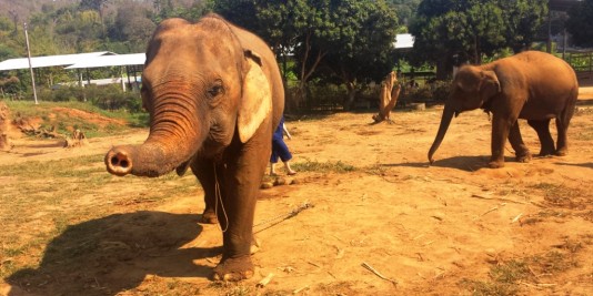 Eléphant en Thailande