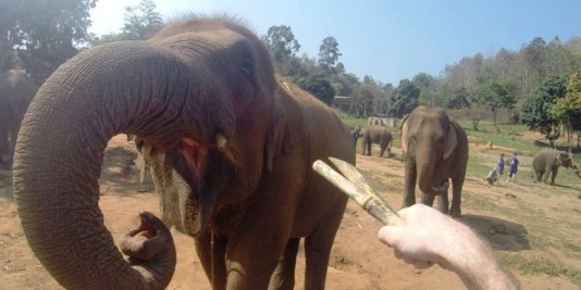 Eléphant en Thailande