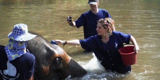 Eléphant en Thailande