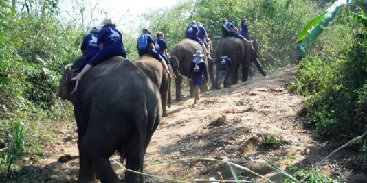 Eléphant en Thailande