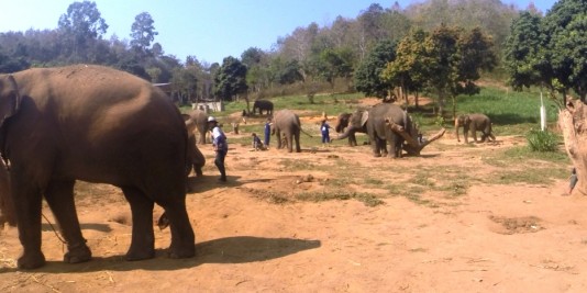 Eléphant en Thailande