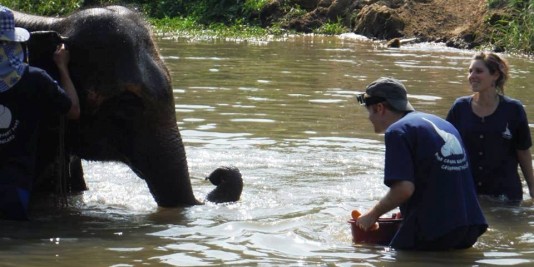 Eléphant en Thailande