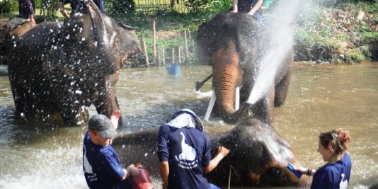 Eléphant en Thailande