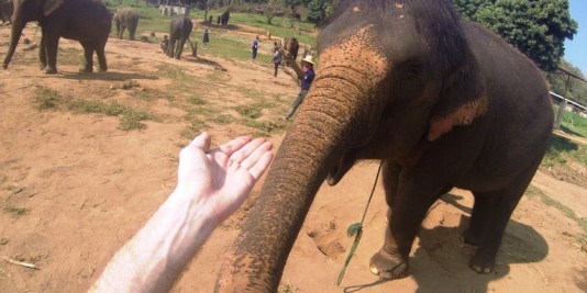 Eléphant en Thailande