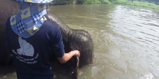 Eléphant en Thailande