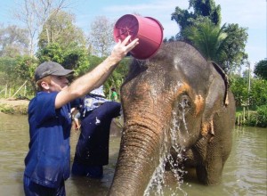 Volontariat éléphants en Thailande