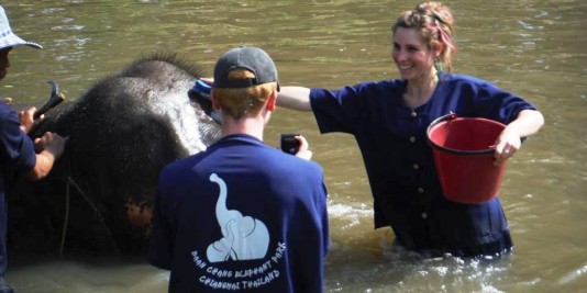 Eléphant en Thailande