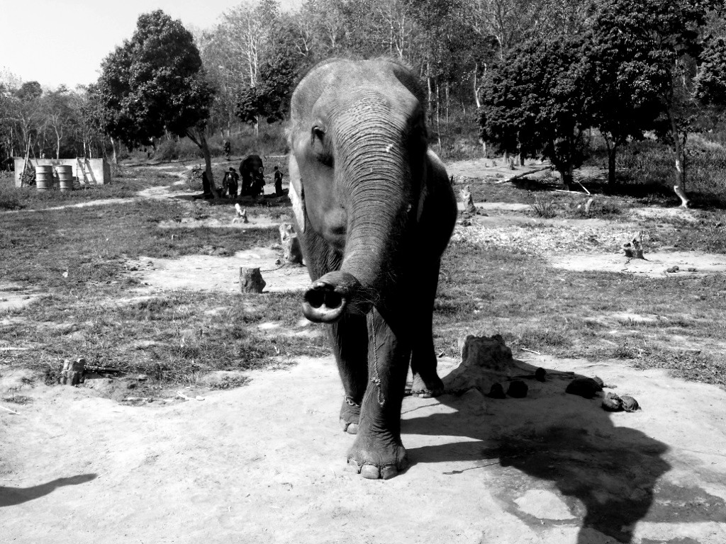 Eléphant en Thailande