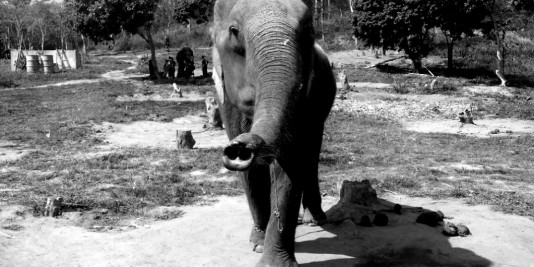 Eléphant en Thailande