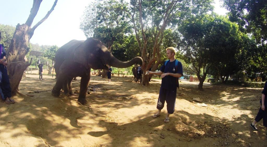 Eléphant en Thailande