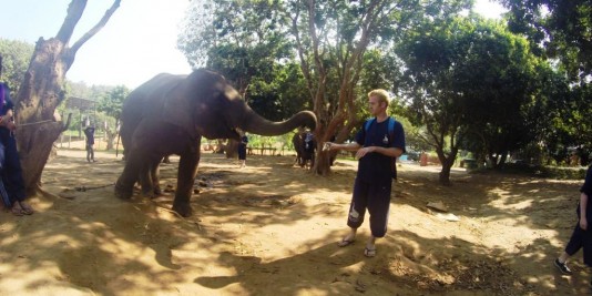 Eléphant en Thailande