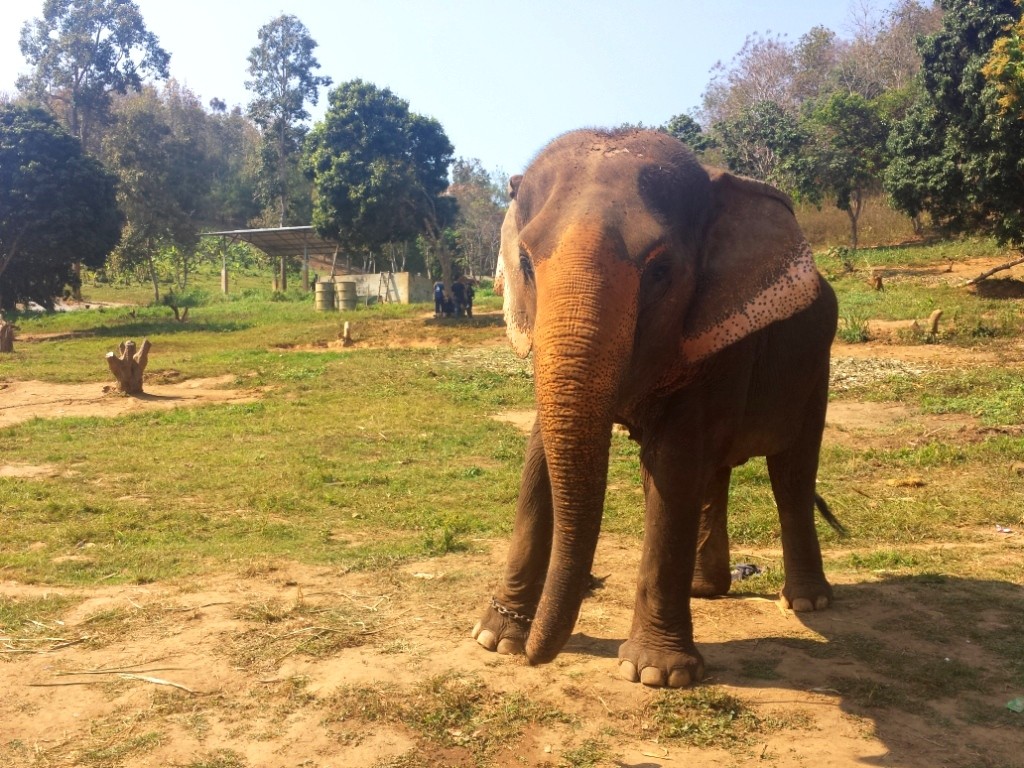 Eléphant en Thailande