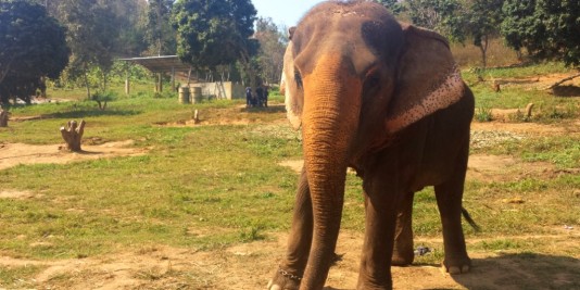 Eléphant en Thailande